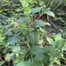 salal
