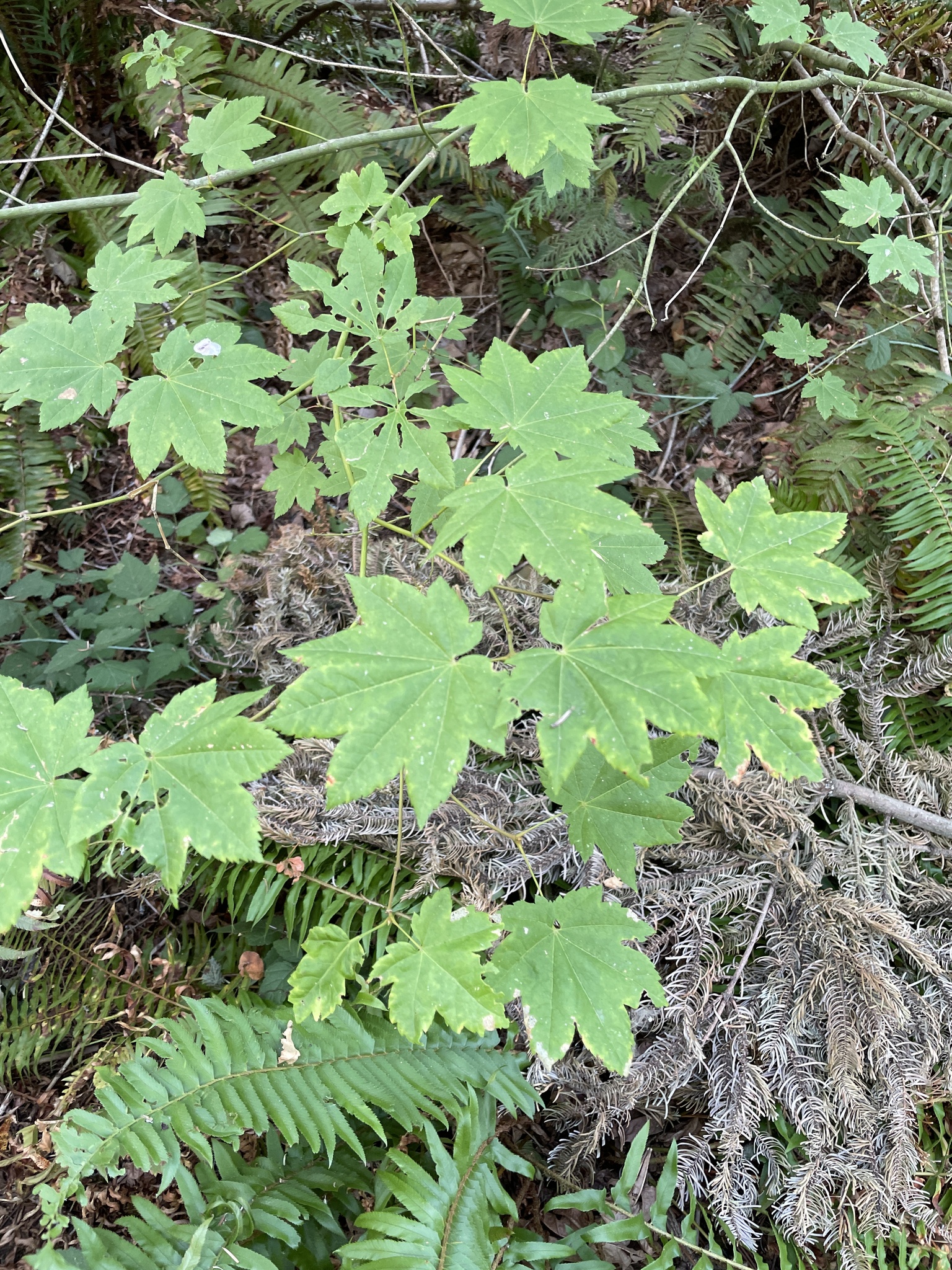 Acer circinatum