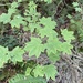 Vine Maple