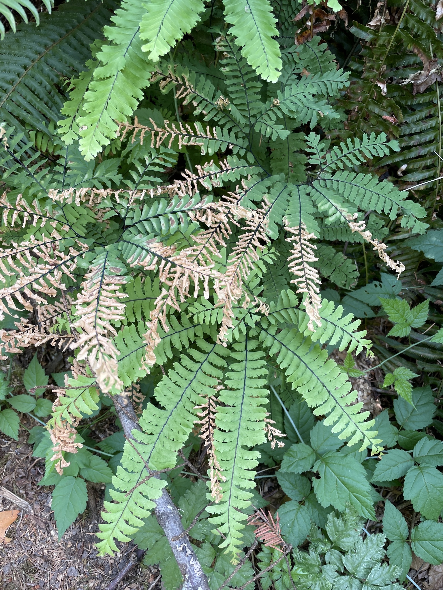 Adiantum aleuticum