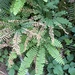 western maidenhair fern