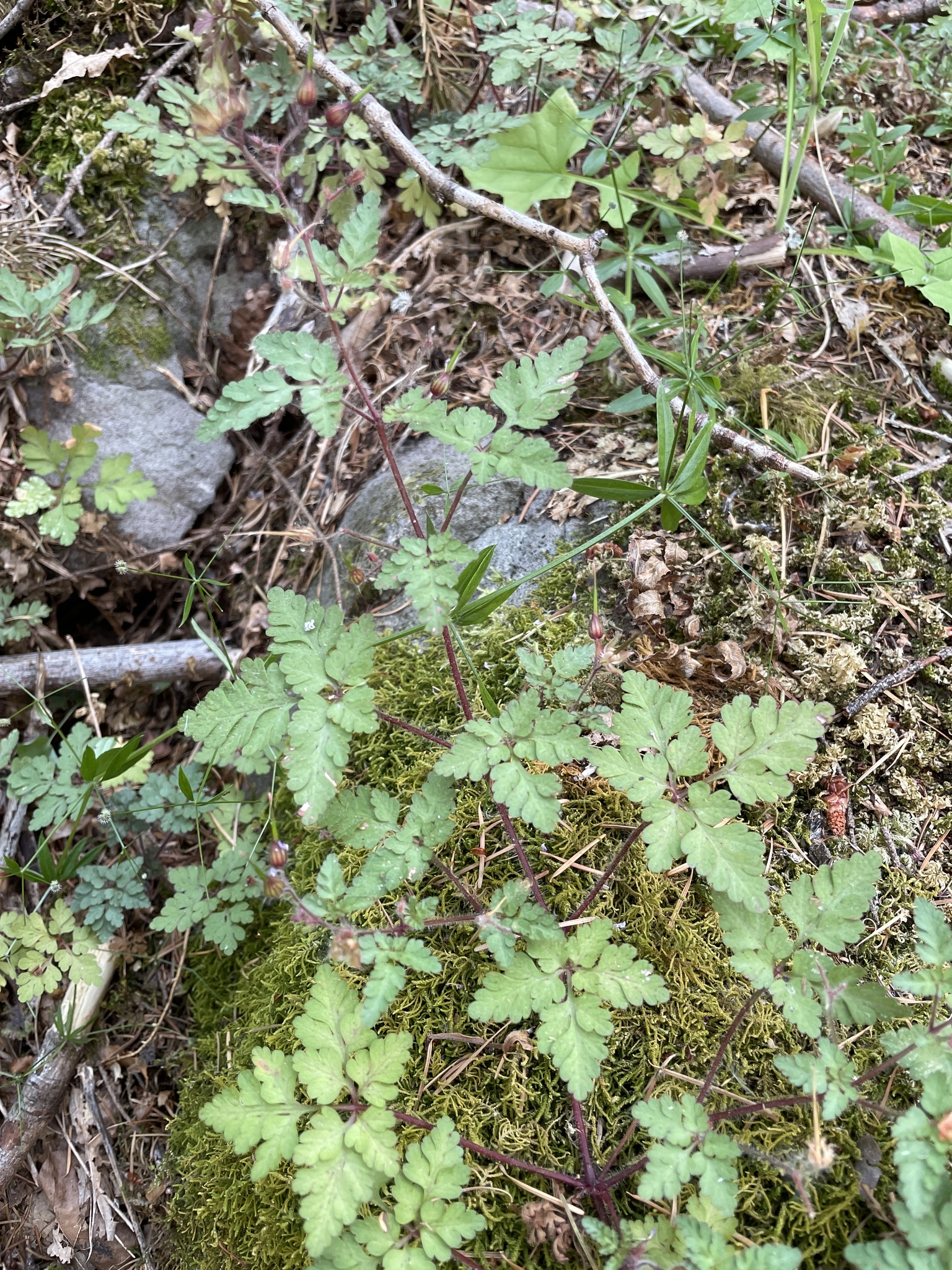 Geranium robertianum
