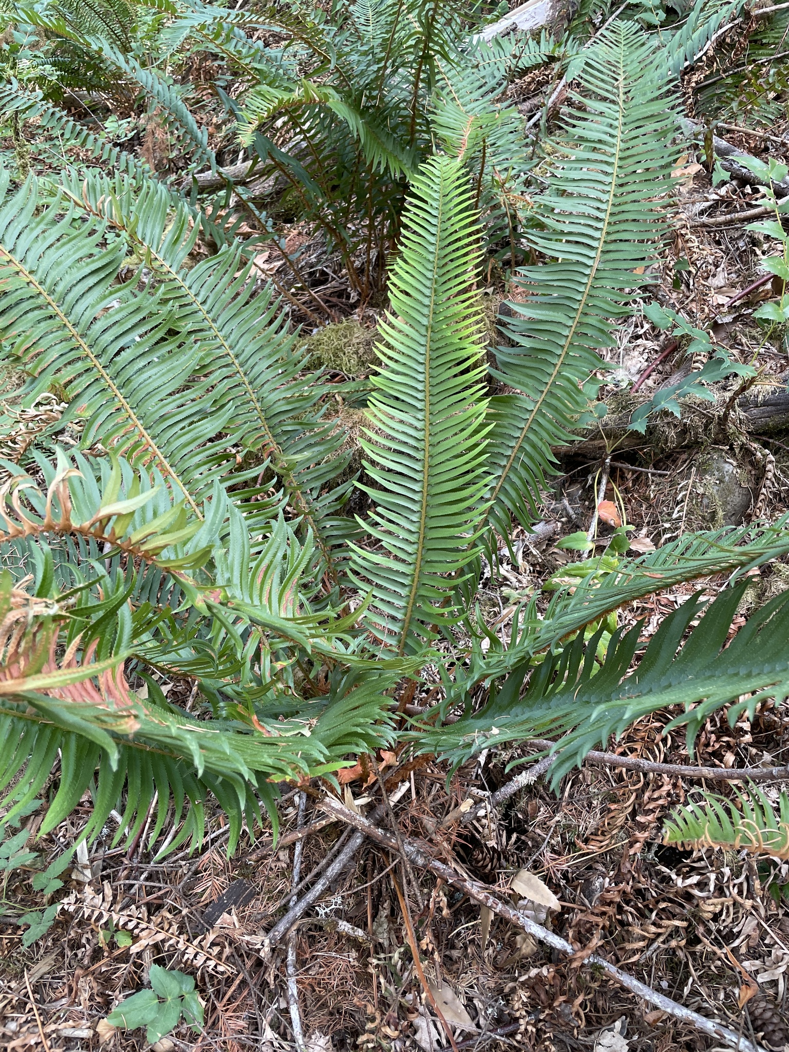 Polystichum munitum