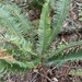 western sword fern