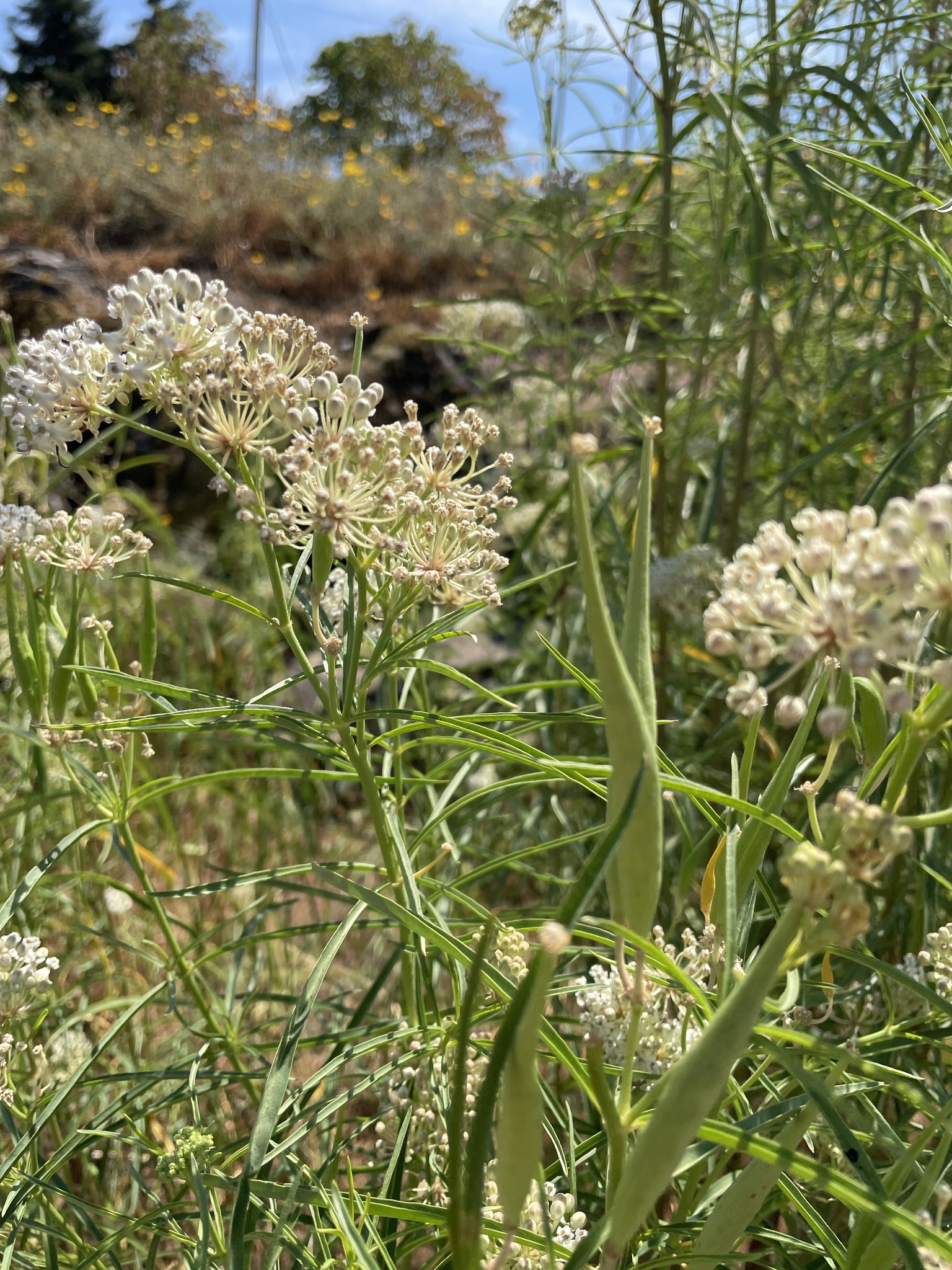 Asclepias fascicularis