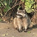 Common Raccoon