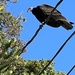 Turkey Vulture