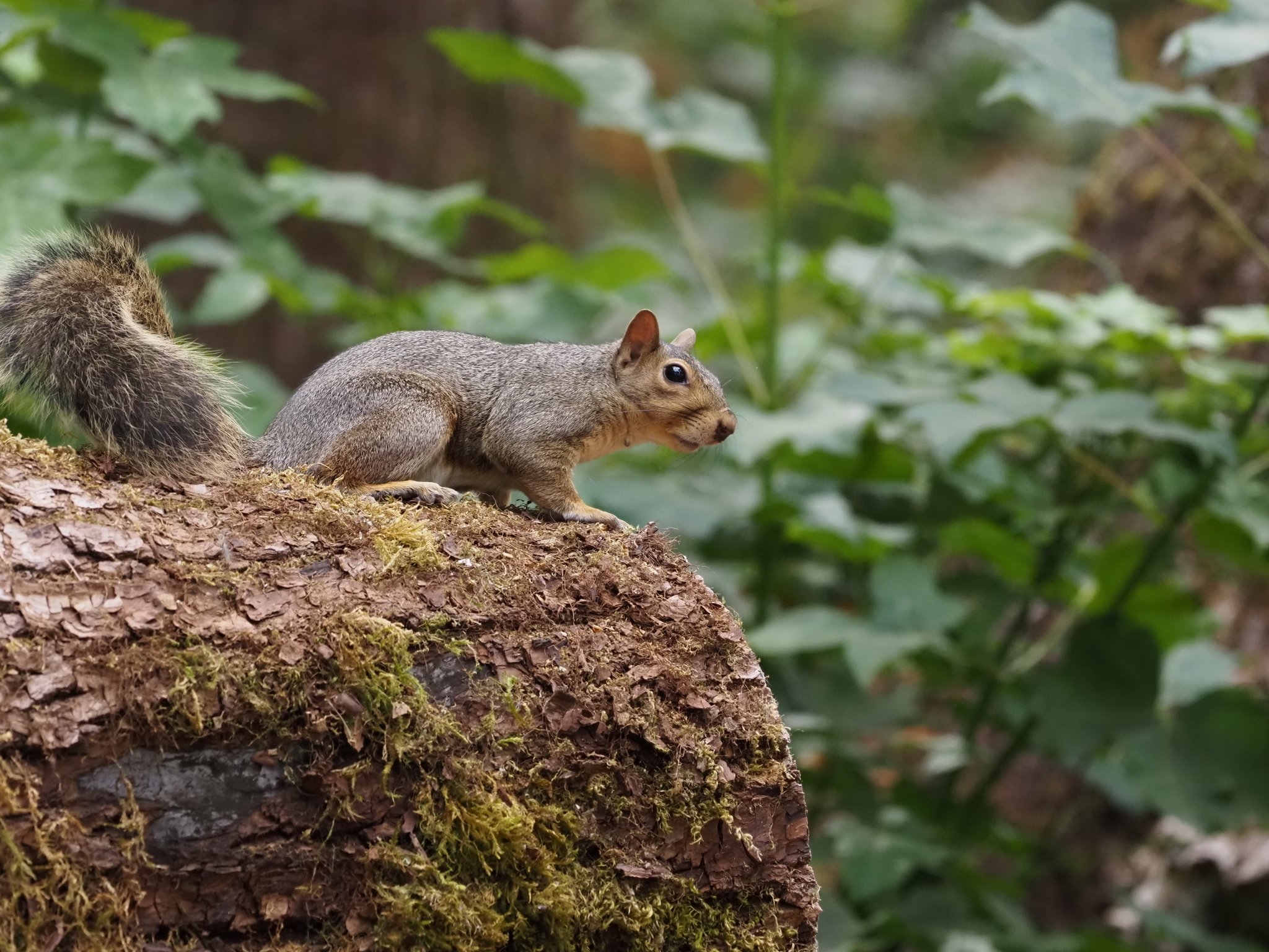 Sciurus carolinensis