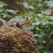 Eastern Gray Squirrel