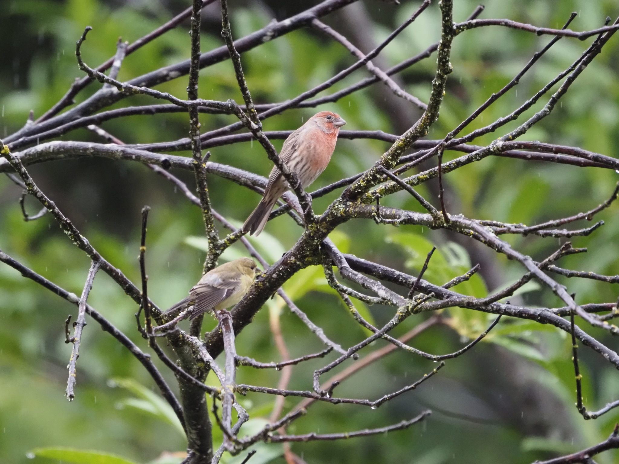 Haemorhous mexicanus