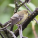Lesser Goldfinch
