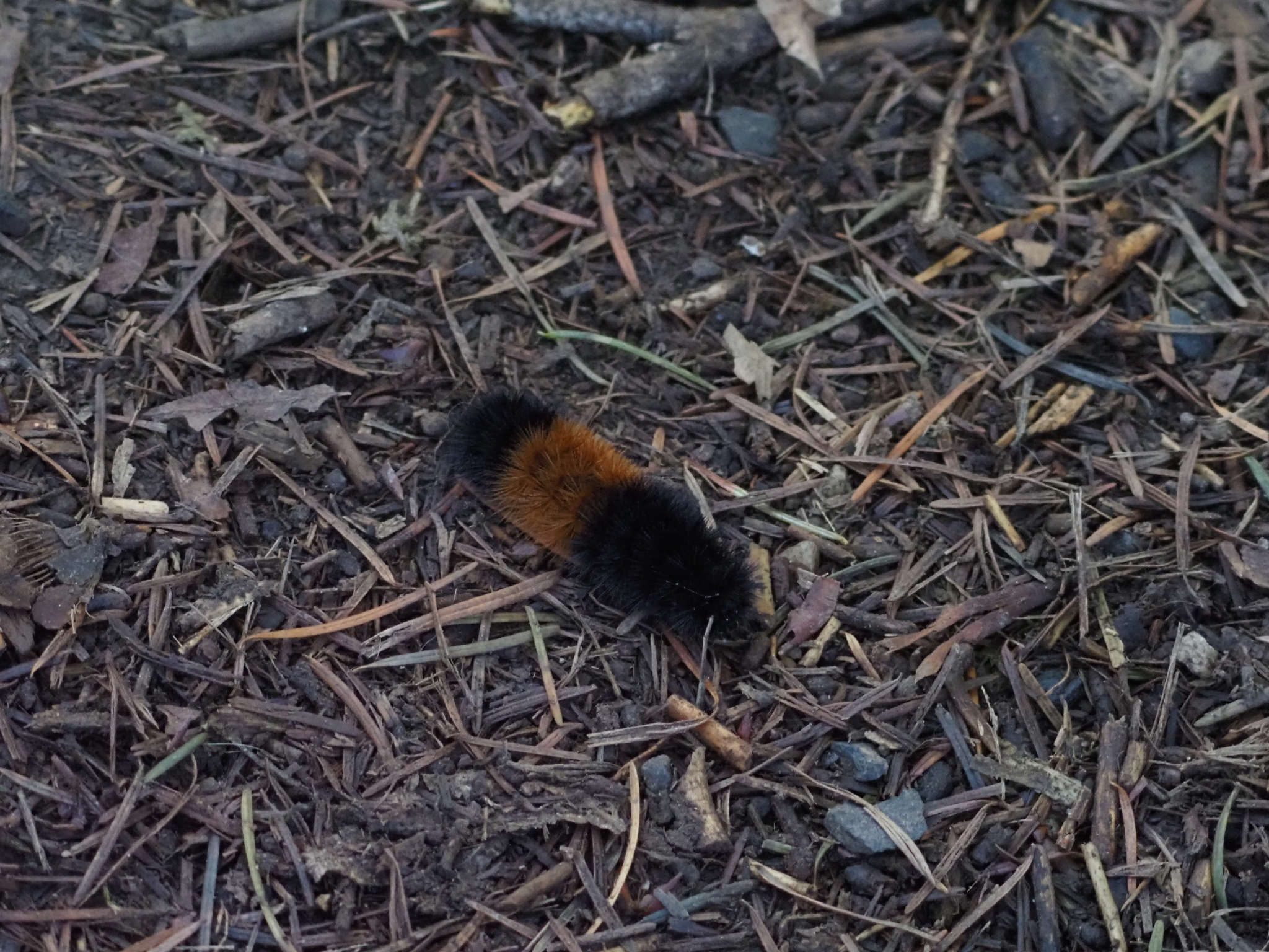 Pyrrharctia isabella