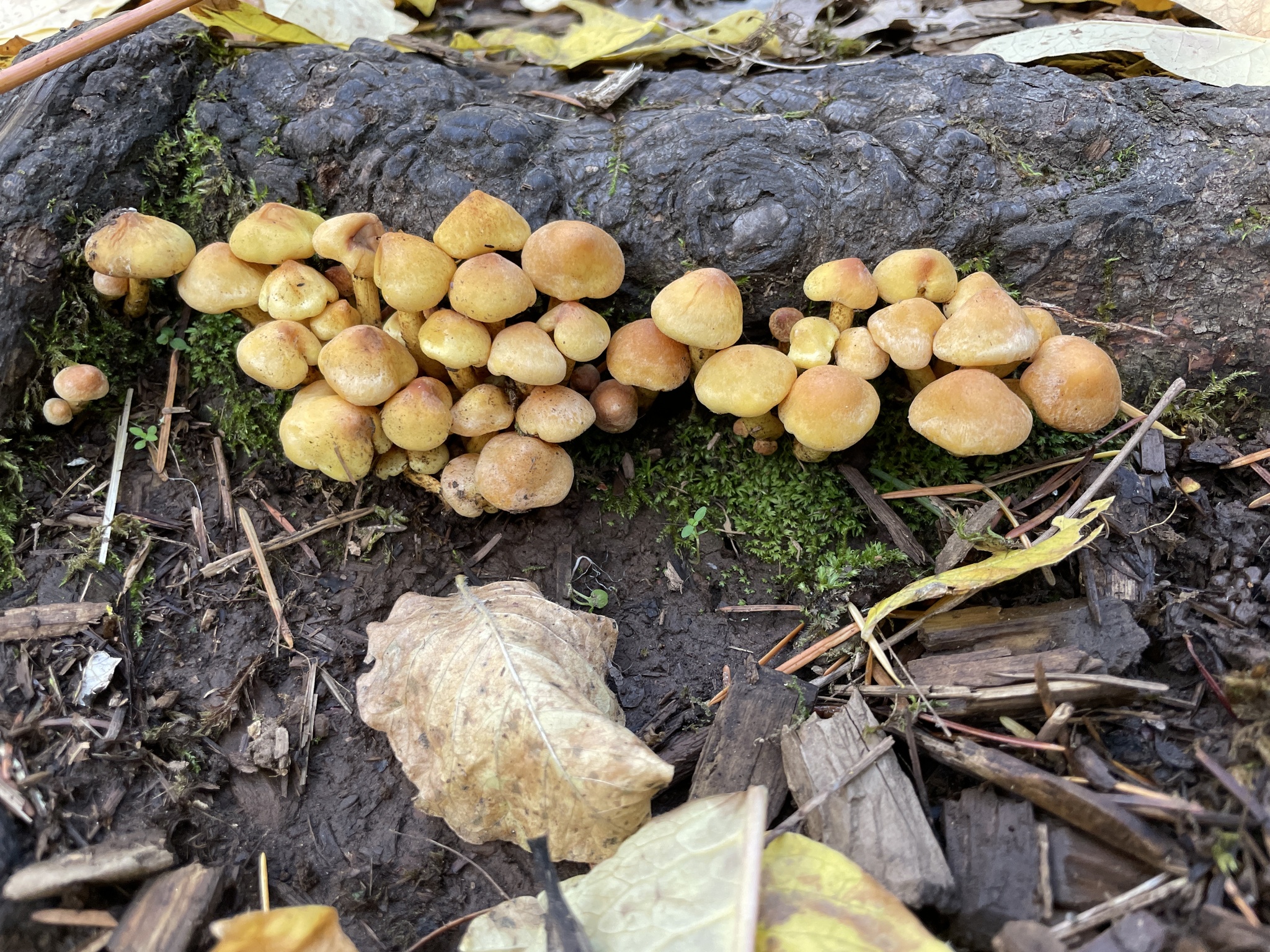 Hypholoma fasciculare