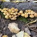 Sulphur Tuft