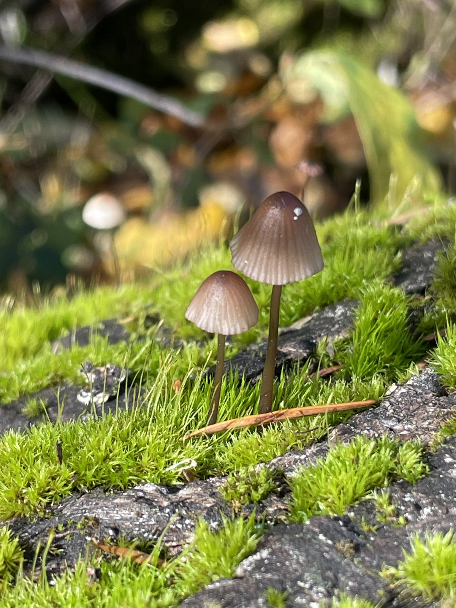 Mycena